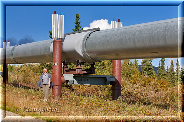 Mensch und Alaska Pipeline, ein weiterer Grössenvergleich an der Pipeline