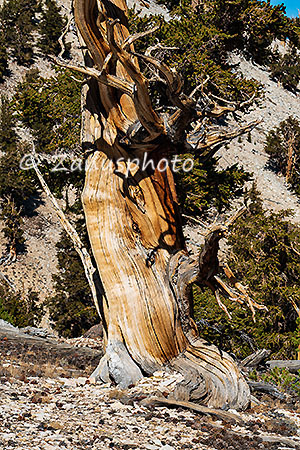 Patriarch Grove, ein dicker Baumstamm steht im Felsgelände zur Ansicht