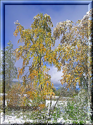 Herbstlich gefärbte Aspen mit Schneepuder