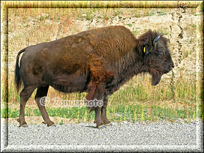 Stehender Bison neben dem Highway