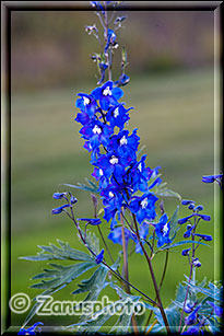 Blaue Blume am Yukon Ufer