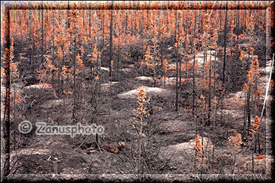 Abgebrannter Wald neben dem Dempster