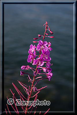 Fireweed Blume am Ufer des Yukon River