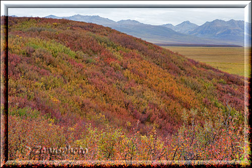 Alaska, Herbstfärbung am Wiesenhang