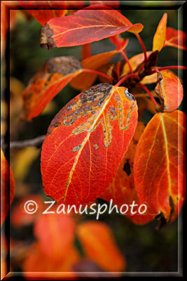 Bunte Blätter in alaskanischer Herbstfarbe am Bachufer