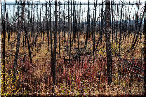 Alaska, abgebrannte Wälder entlang der Strecke