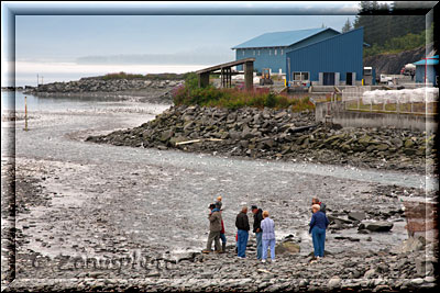 Alaska, wir schauen auf einen River indem Lachse versuchen eine Barriere zu überwinden