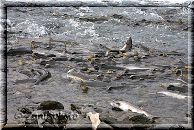 Alaska, an der Fish Hatchery sehen wir wie sich die Lachse verhalten um über die Absperrung im Wasser zu kommen