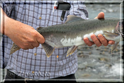 Alaska, ein Besucher zeigt uns einen gefangenen Lachs 