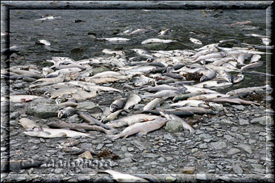 Alaska, am Ufer des kleinen Rivers liegen viele Tote Lachse massenhaft herum