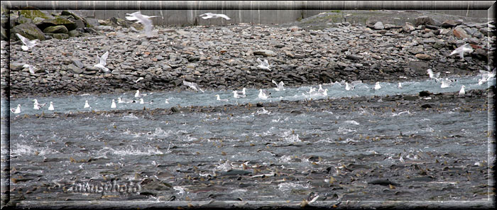 Alaska, viele Möven sehen wir beim Wasserbad wie sie nach oben schwimmen und im kleinen River wieder zu Tal segeln