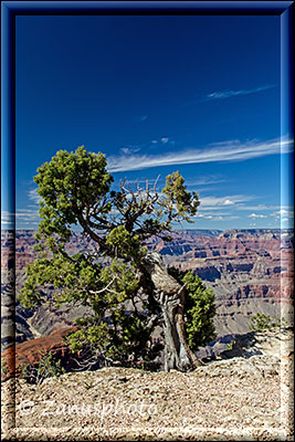 Krüppelkiefer am Rim des Grand Canyon