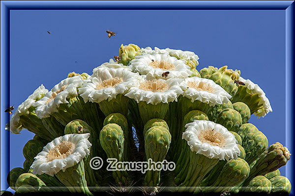 Auch im Organ Pipe zeigen sich Saguaro Blüten die von Bienen umschwärmt werden