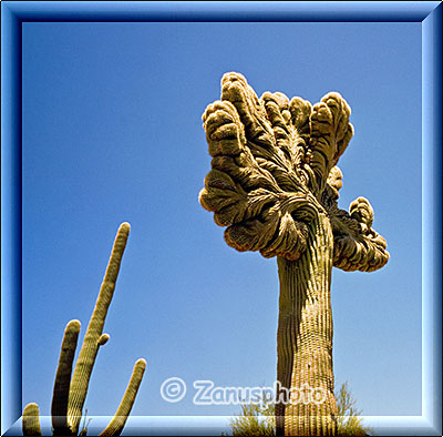 Starker Frostbefall hat vermutlich diesen Saguaro in seiner Form geschädigt