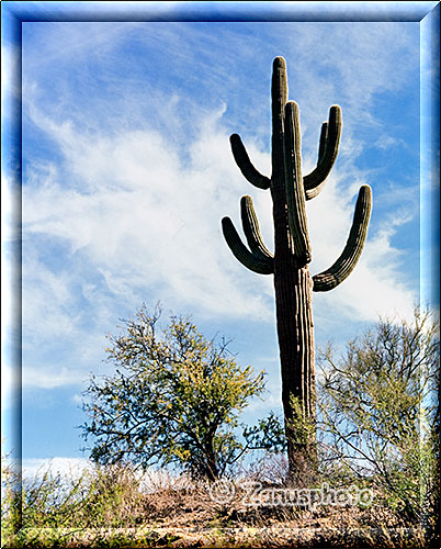 Ein älterer Saguaro Kaktus im Organ Pipe Park