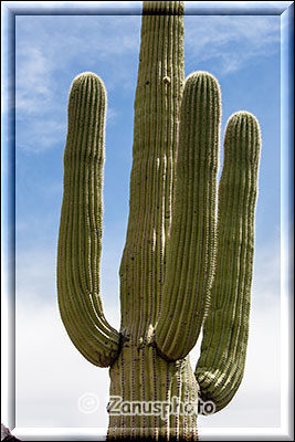Einige hundertjahre alter Saquaro Kaktus zeigt sich uns