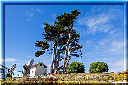 Vom Wind entsprechend gebogene Bäume stehen auf der Lighthouseinsel