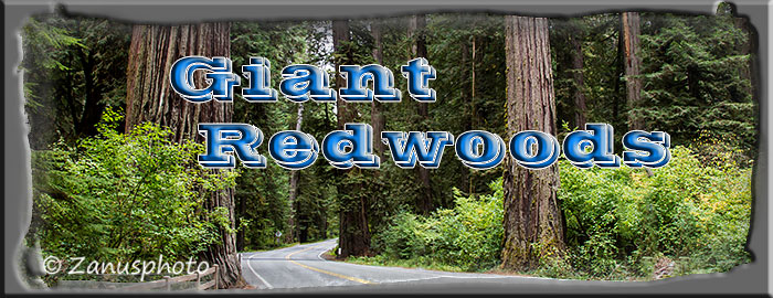 Titelbild der Webseite Giant Redwoods