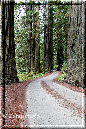 Giant Redwood Ansicht nahe Crescent City