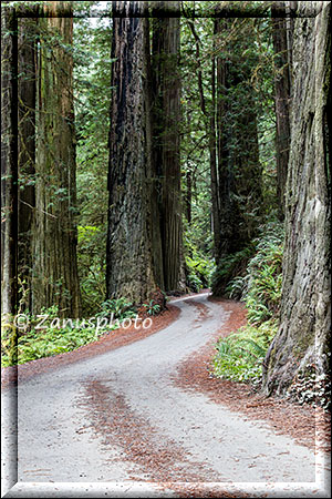Giant Redwood Ansicht nahe Crescent City