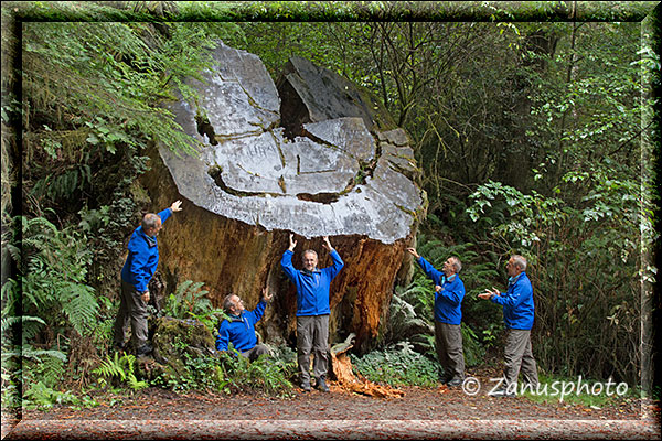 Ganz in der Nähe des Giant Redwood haben wir fünf Brüder an einem Baumstumpf hingestellt