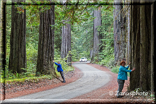 Kleine Menschen stehen im Redwood Forest von Crescent City um die Grössenverhältnisse anzuzeigen