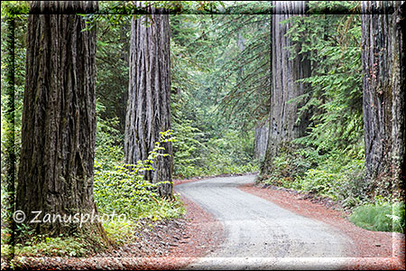 Kurvenreiche Strecke im Redwood Forest von Crescent City