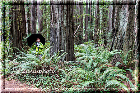 Zwischen den Redwoods hat sich eine Frau mit Regenschirm hineingestellt