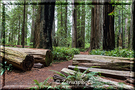 Freigelegter Weg zwischen einigen Redwoods