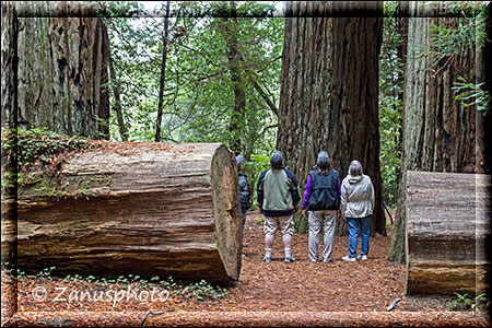 Besucher schauen sich die Höhe der Redwoods von unten an