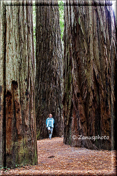 Crescent City zeigt wie klein ein Mensch unter den Redwood Bäumen aussehen kann
