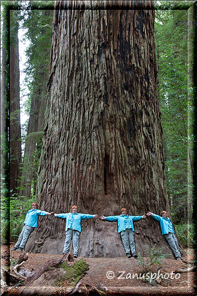 Am Giant Redwood Tree (Stout Grove) haben wir mal gemessen wie der Umfang festgelegt werden könnte
