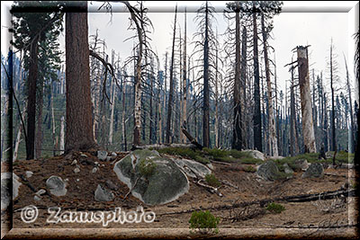 Yosemite - Panorama Trail, wie öfters im Yosemite Park kommen wir auch hier an einem abgebrannten Waldstück vorbei