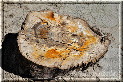 Versteinerte Baumstammscheibe