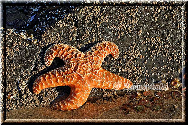 Orangefarbener See Star an einem Felsen bei Low Tide