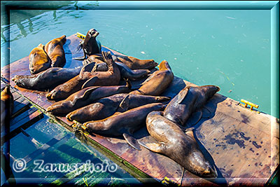 Seehunde auf Plattform im Hafen