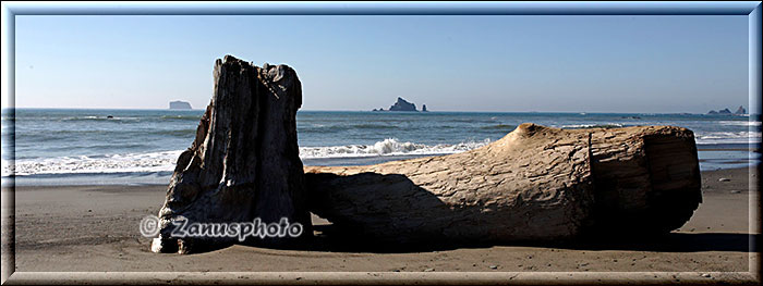 Dicker Stamm aus Treibholz im Sand der Beach