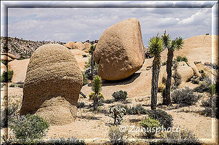 Joshua Tree, wir sind weiter unterwegs im Joshua Park
