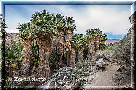 Palm Canyon, hier finden wir jede Menge schöner Palmen Bäume