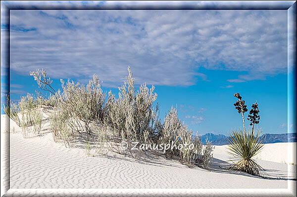 White Sands, das sind Wüstensträucher im frühen Sonnenlicht