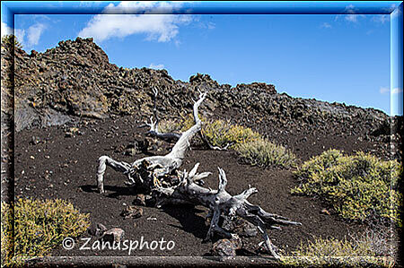 Craters of the Moon, verödete Holzteile liegen an den Cones Hügeln herum