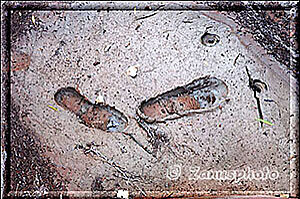 Broken Bow Arch, wir finden Fussspuren im Morast des Creek