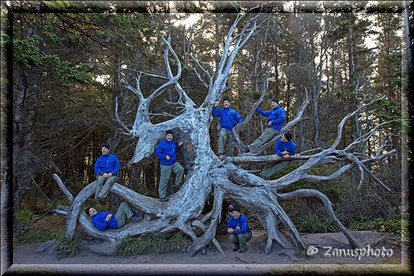 Shore Acres, Sieben Brüder befinden sich auf einer Baumwurzel 