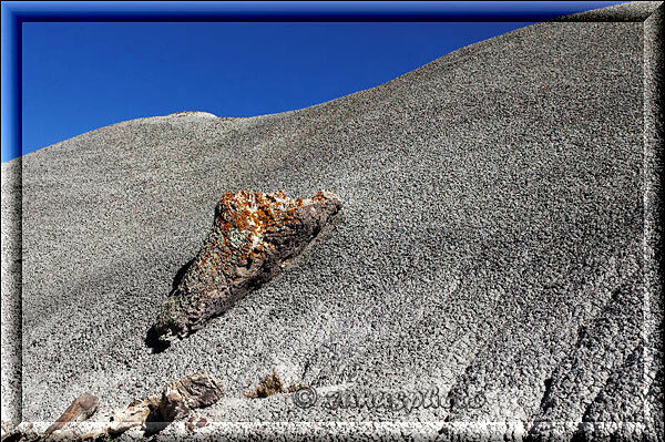 De-Na-Zin, versteinerte Stücke grosser Bäume in diesem Gebiet gefunden
