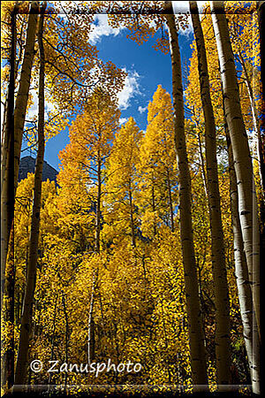 Maroon Bells, für uns ist hier nur gelbes Laubwerk auf unserer Pfadspur zum Lake zurück zu sehen 