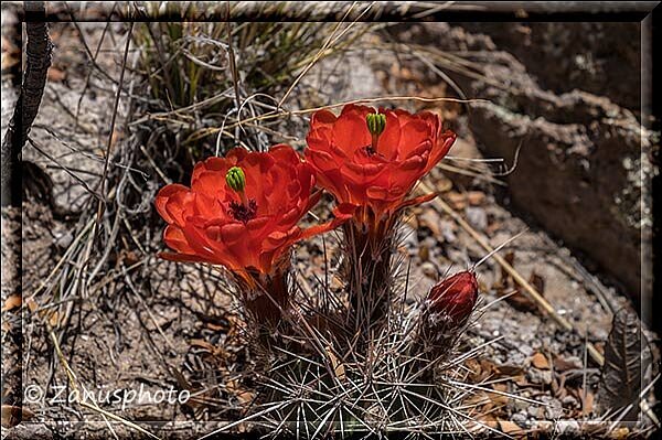 Chiricahua, zwei ganz toll blühende Strawberry Blüten entdecken wir