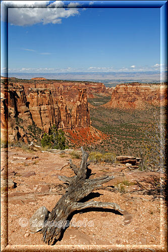 Colorado National Monument, über einen alten Holzstamm schwebt der Blick in den Canyon