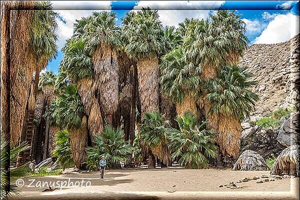 Palm Canyon, hier finden wir erneut die Möglichkeit die Grösse von Palmen zum Menschen zu erkennen