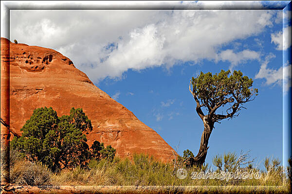 Colorado National Monument, kleiner Baum an roter Felswand