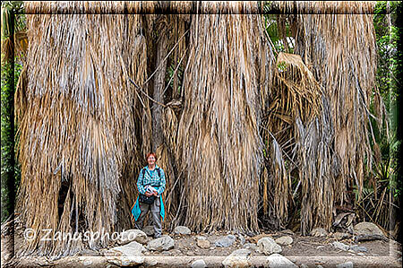 Palm Canyon, ein Grössenvergleich, Mensch zu Palme, man erkennt den Unteerschied sofort